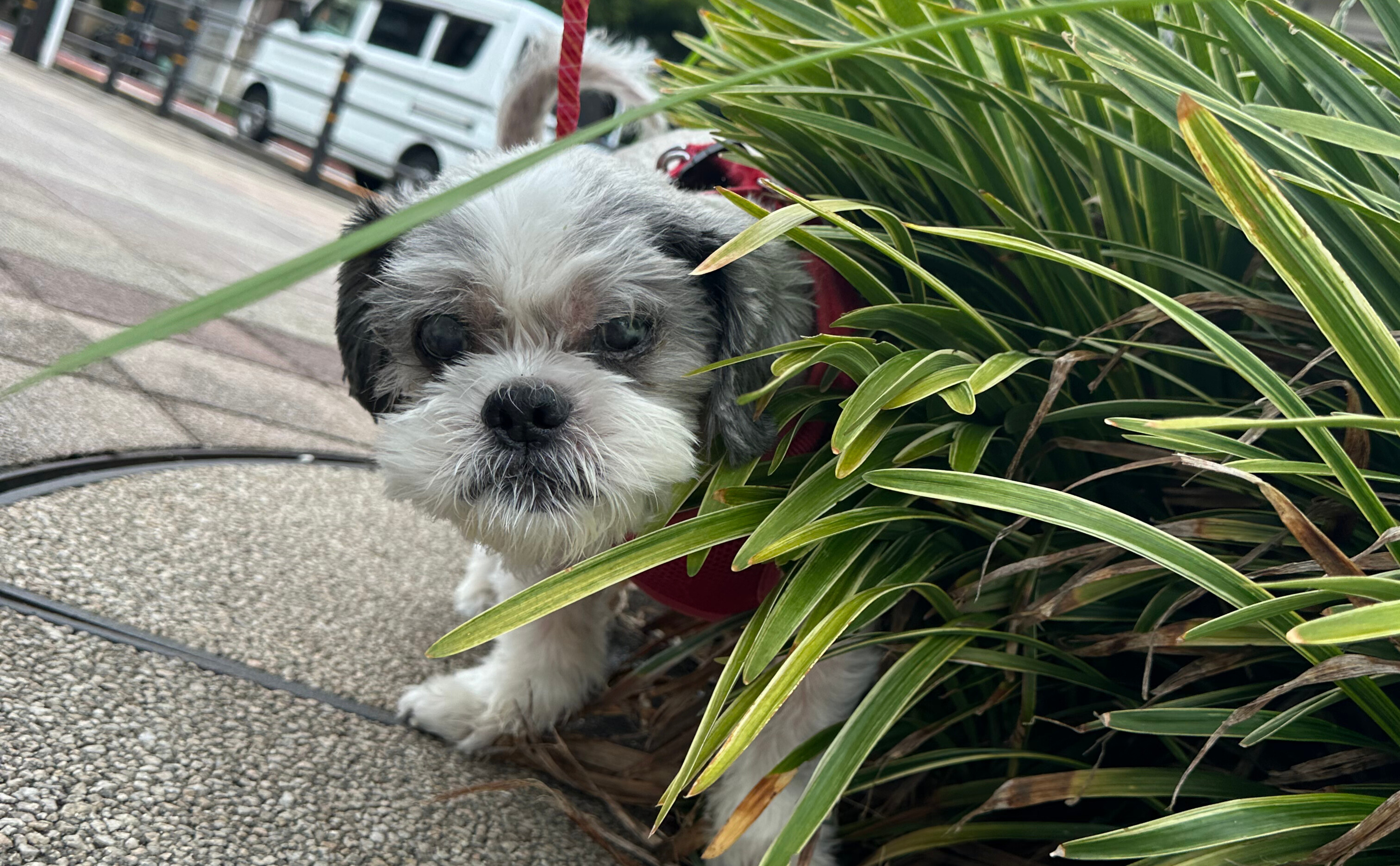 🐶今日の愛されわんこ🐶