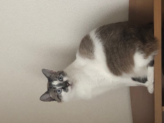 Olcappiについて&看板猫等の紹介