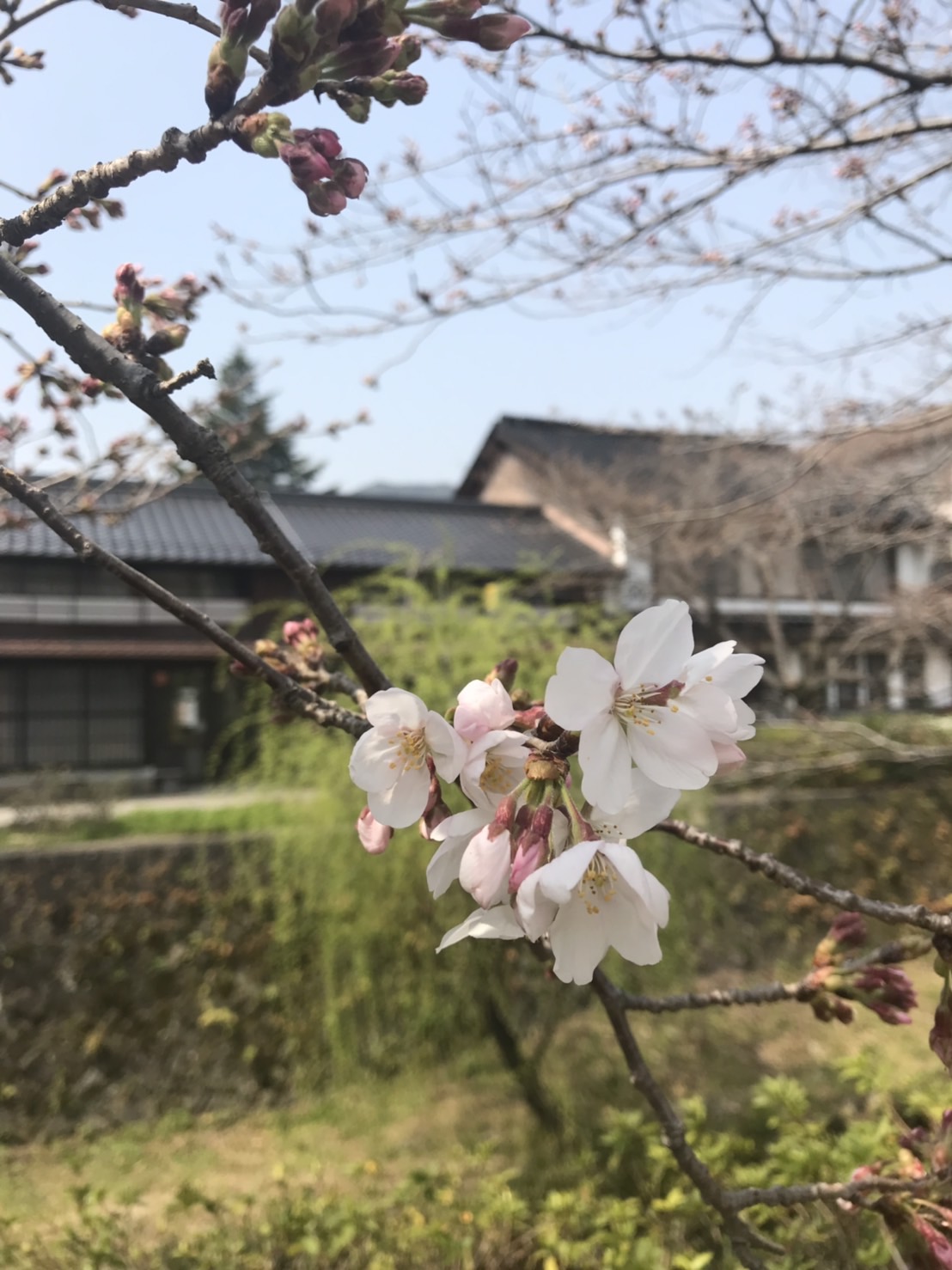 お花見はできましたか？🌸