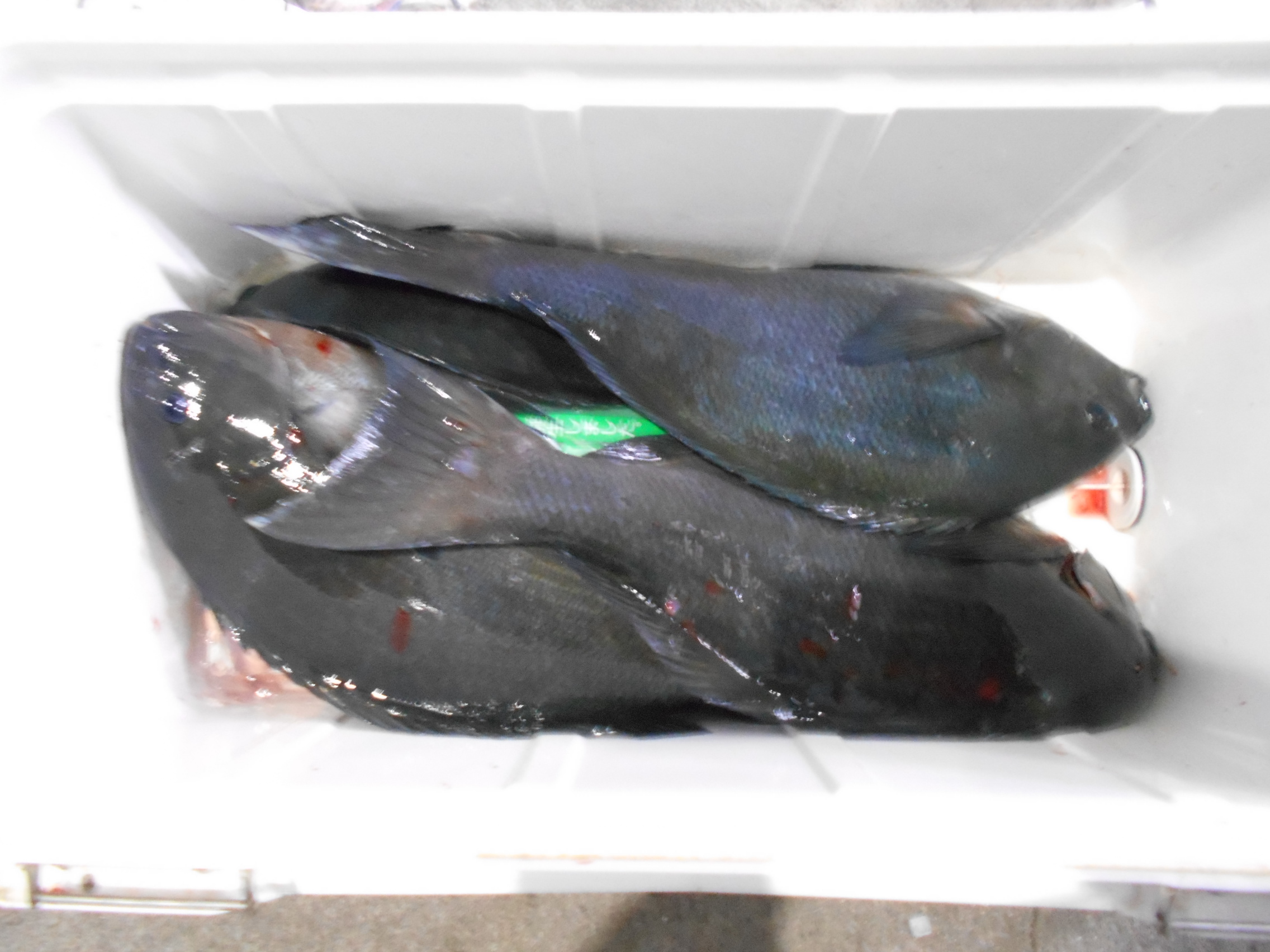 １月７日（水）釣果情報