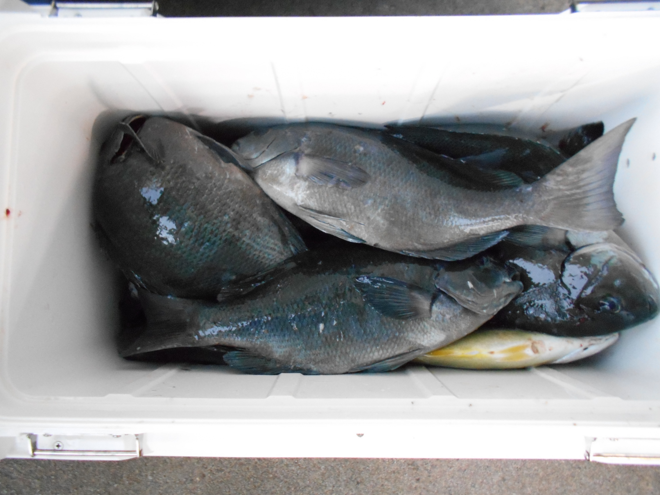 １１月２９日（土）　釣果情報