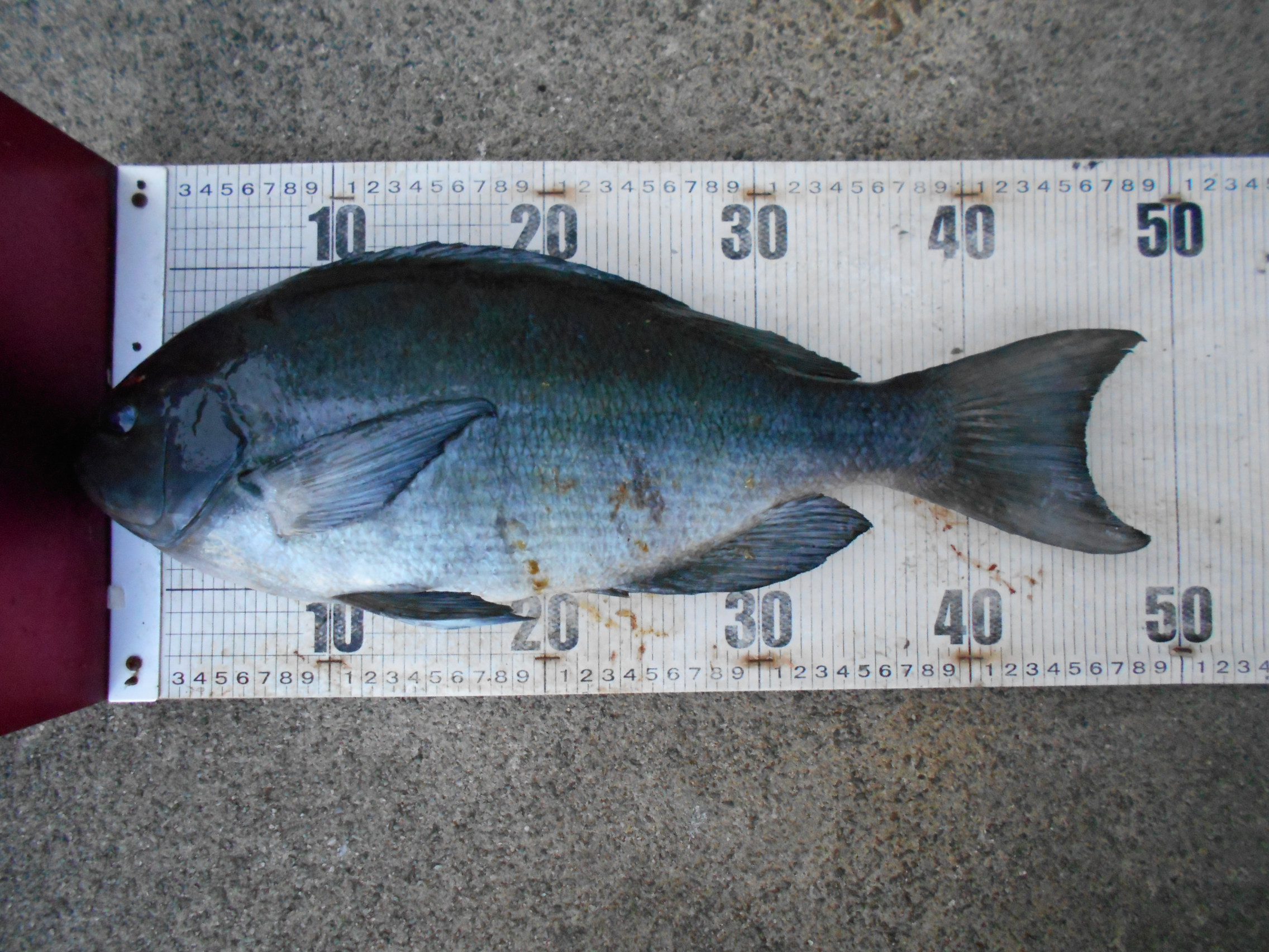 1月末 グレダービー