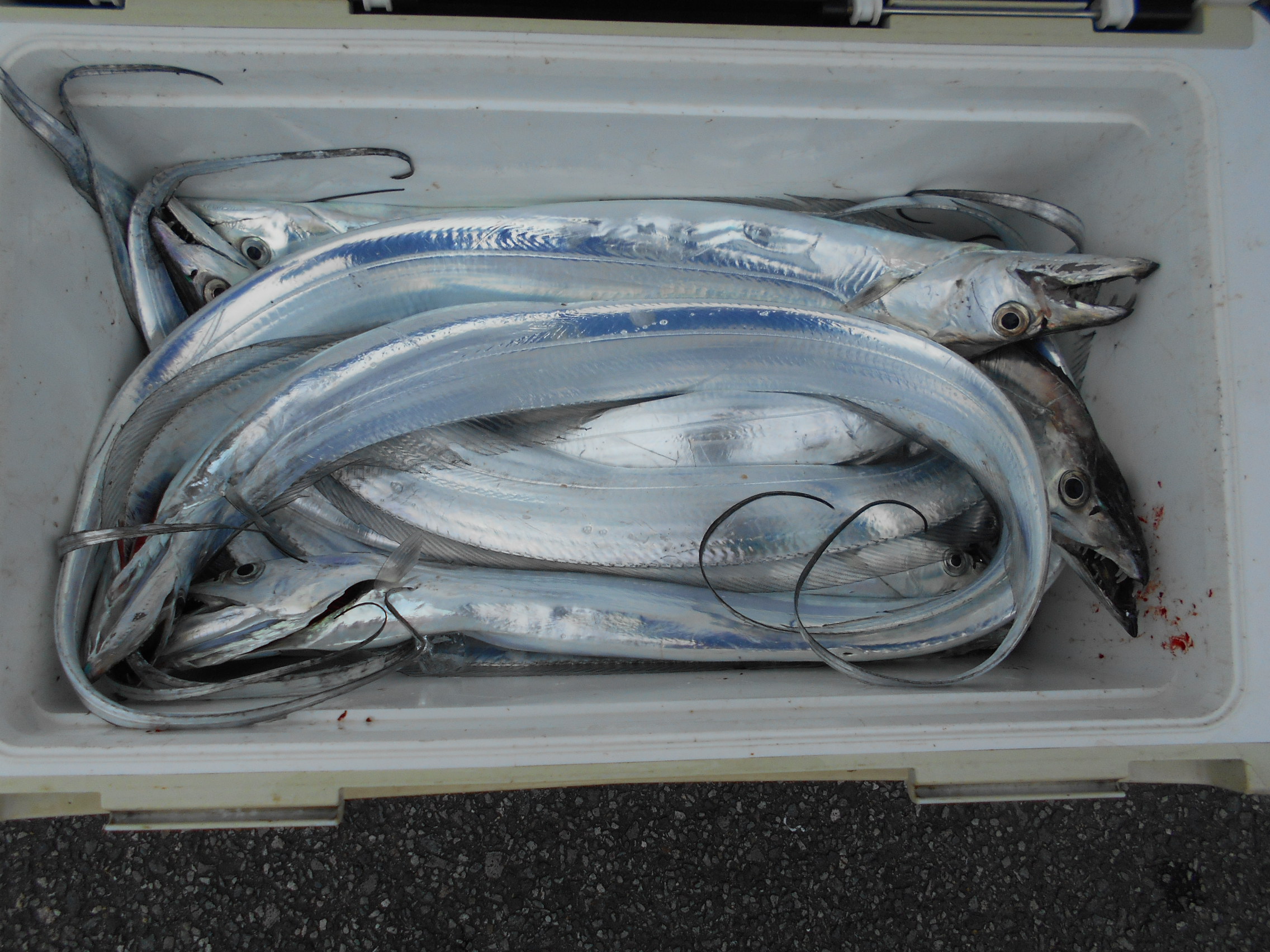 １１月４日（火）　釣果情報