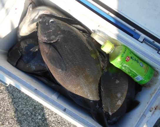 ２５’グレダービー