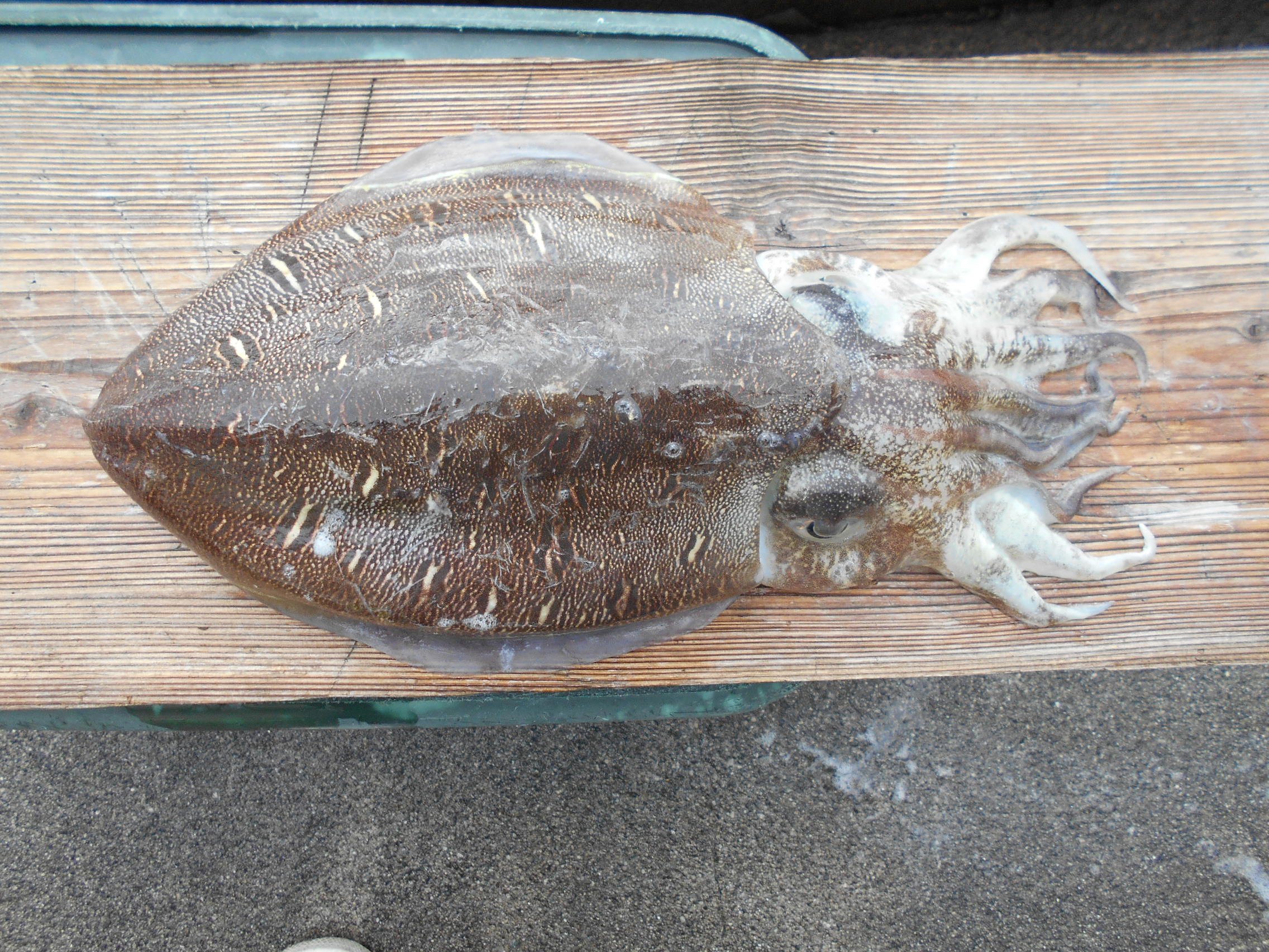 3月23日 釣果情報