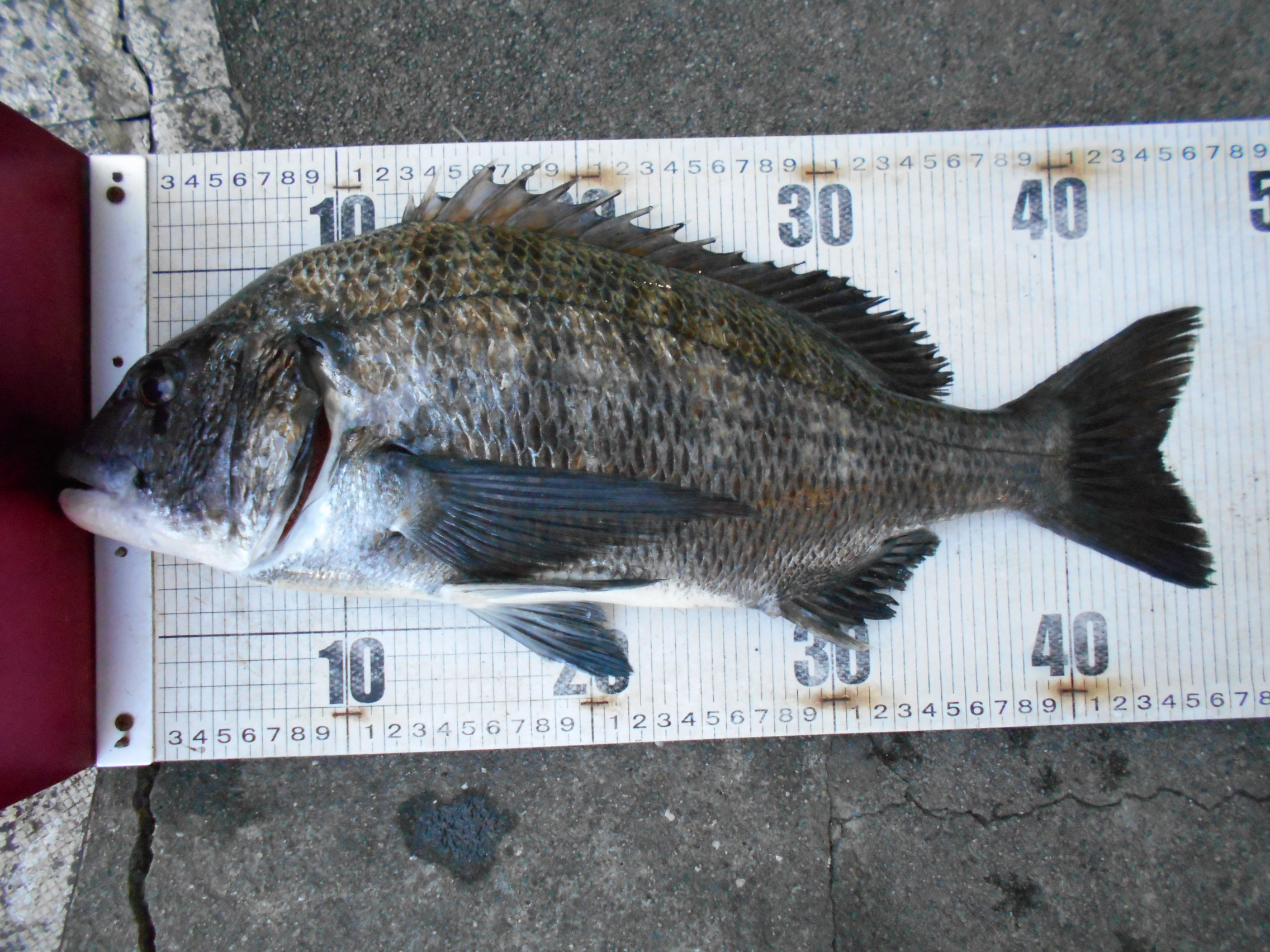 １２月７日（日）　釣果情報