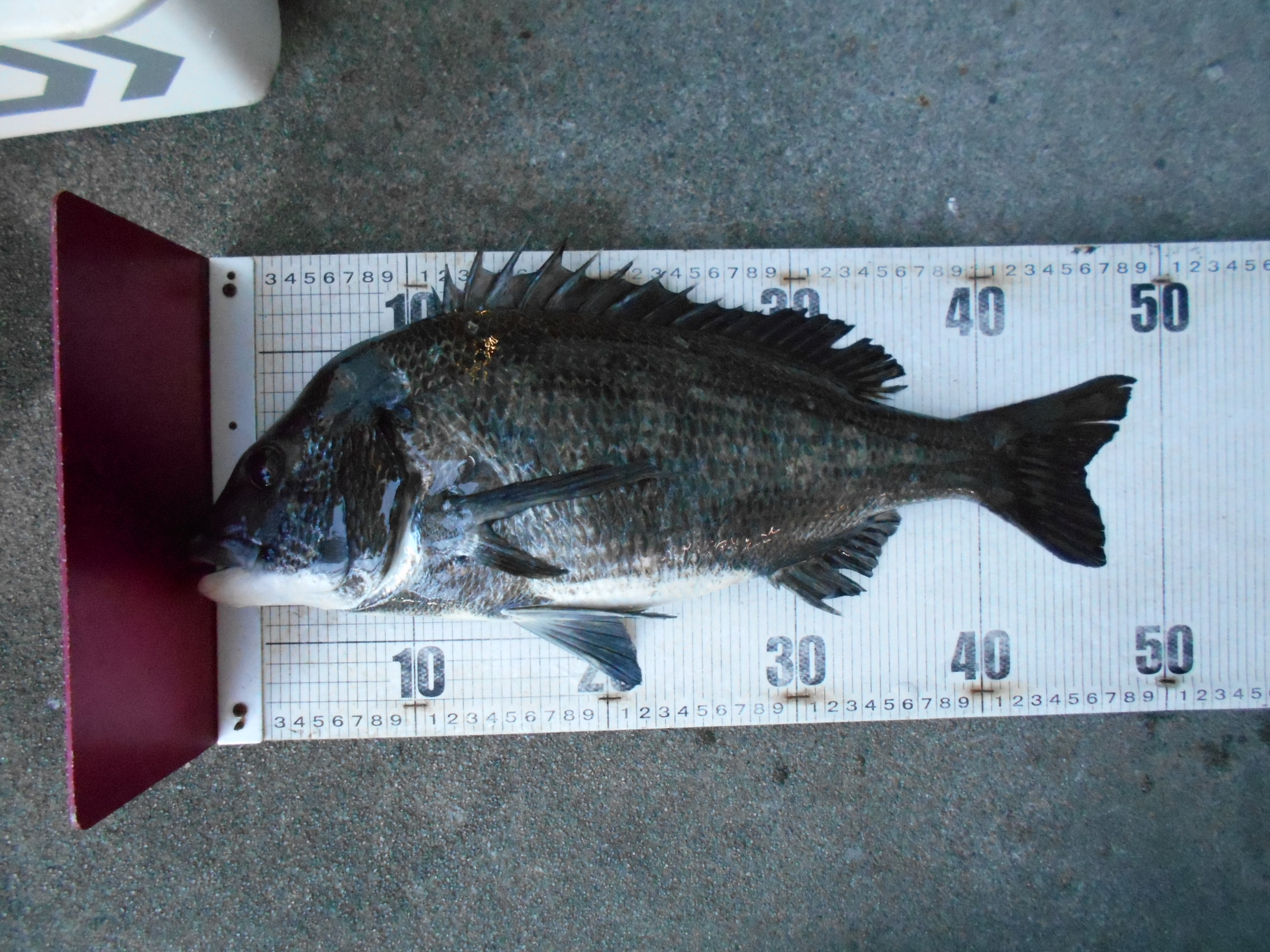 １２月２８日（日）　釣果情報