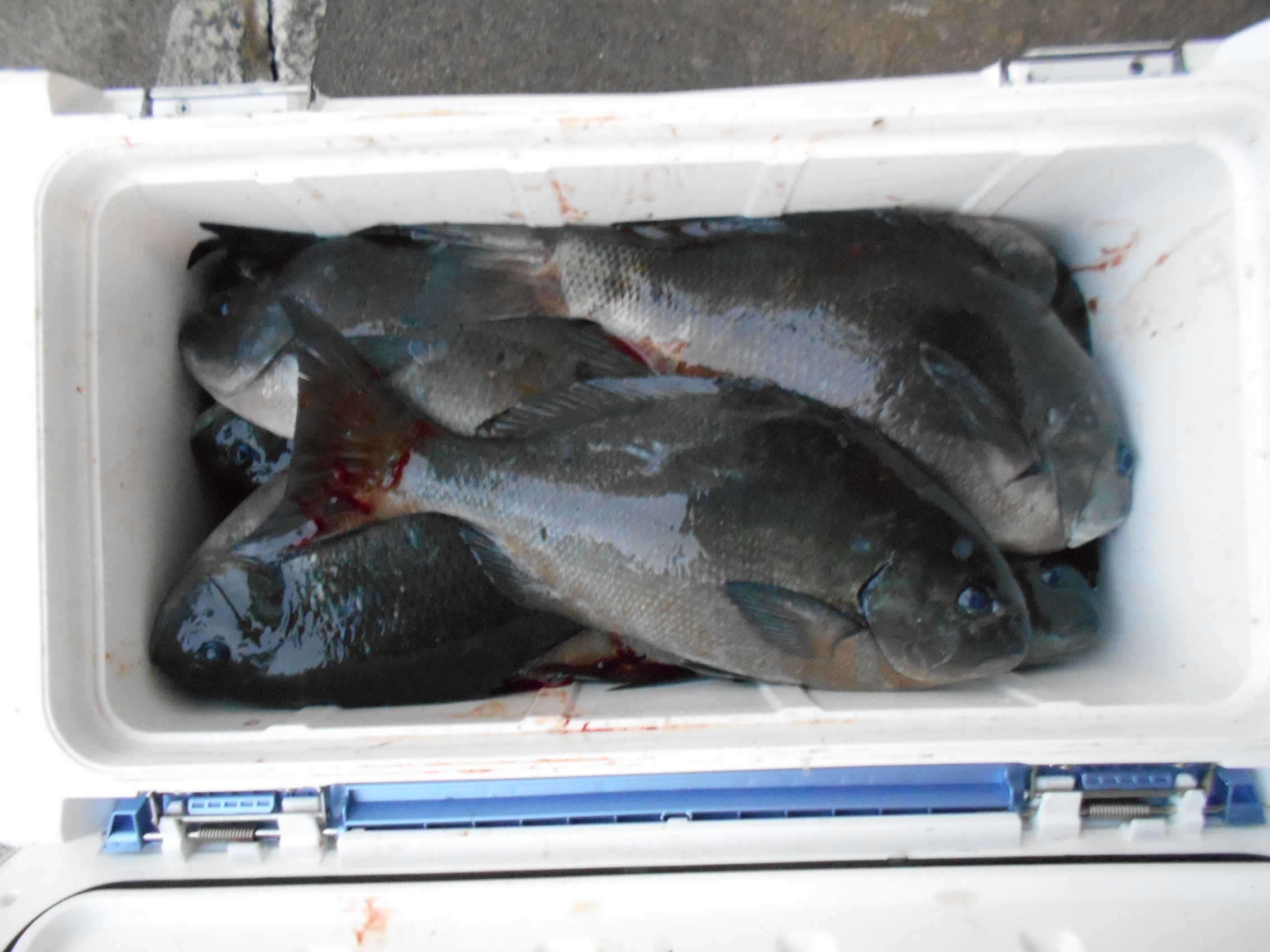 1月18日(日) 釣果情報