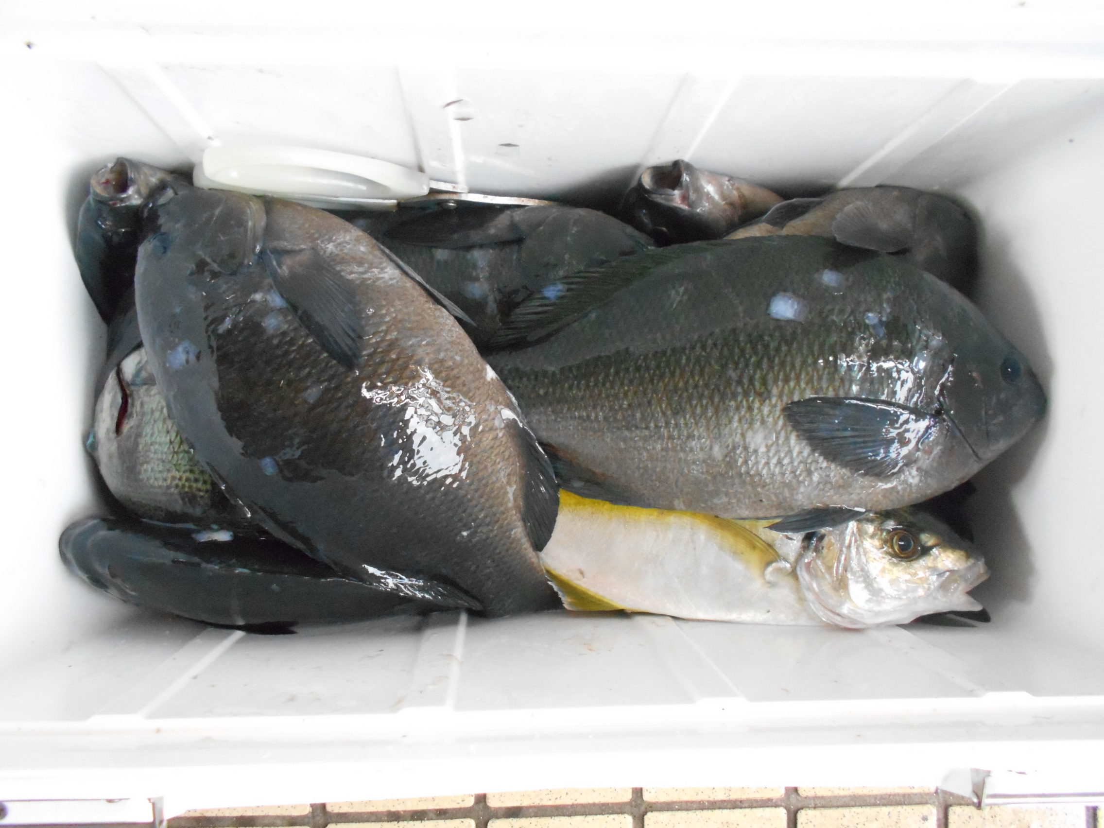 ６月１５日（日）　釣果情報