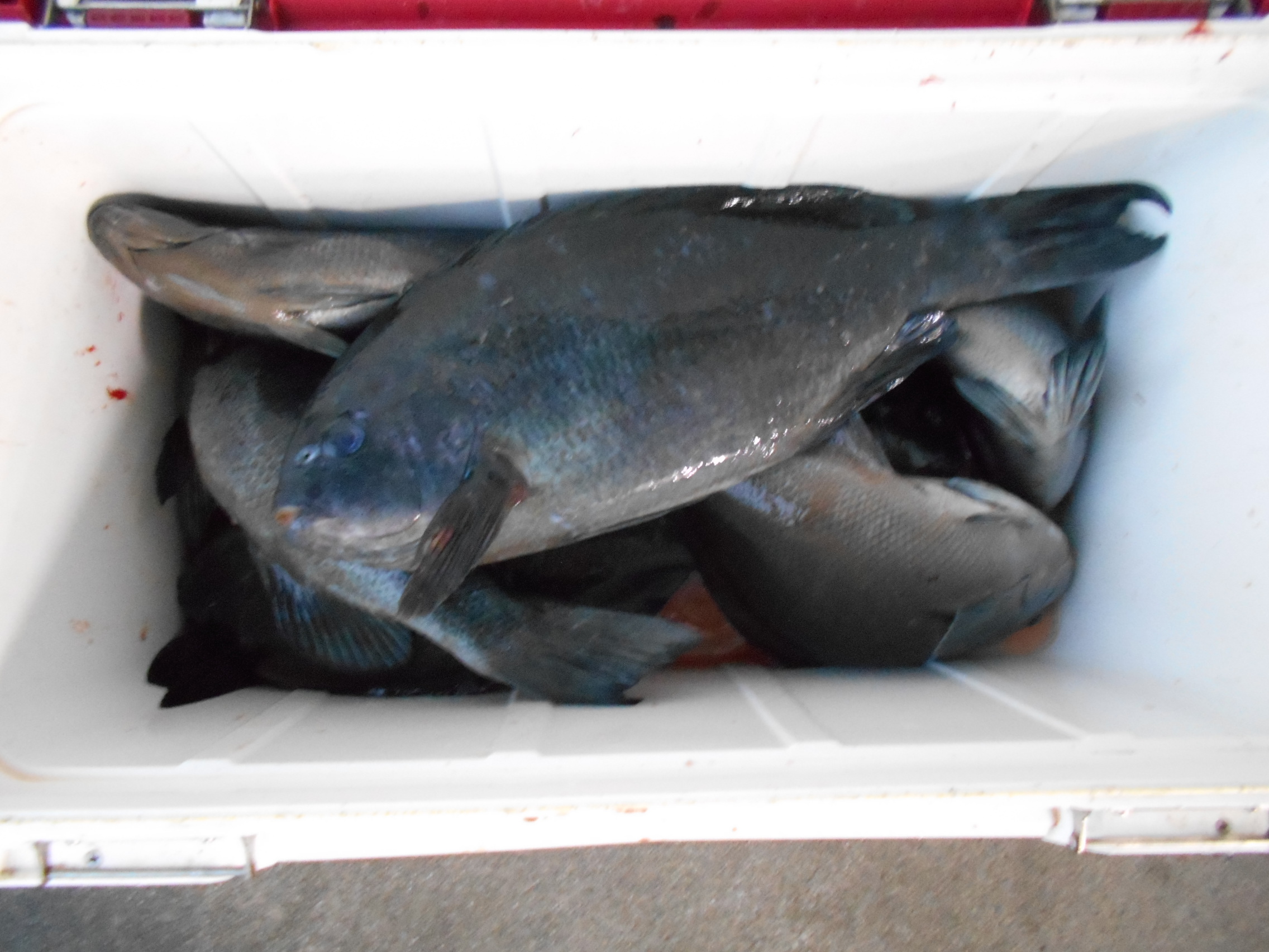 1月21日(水)釣果情報