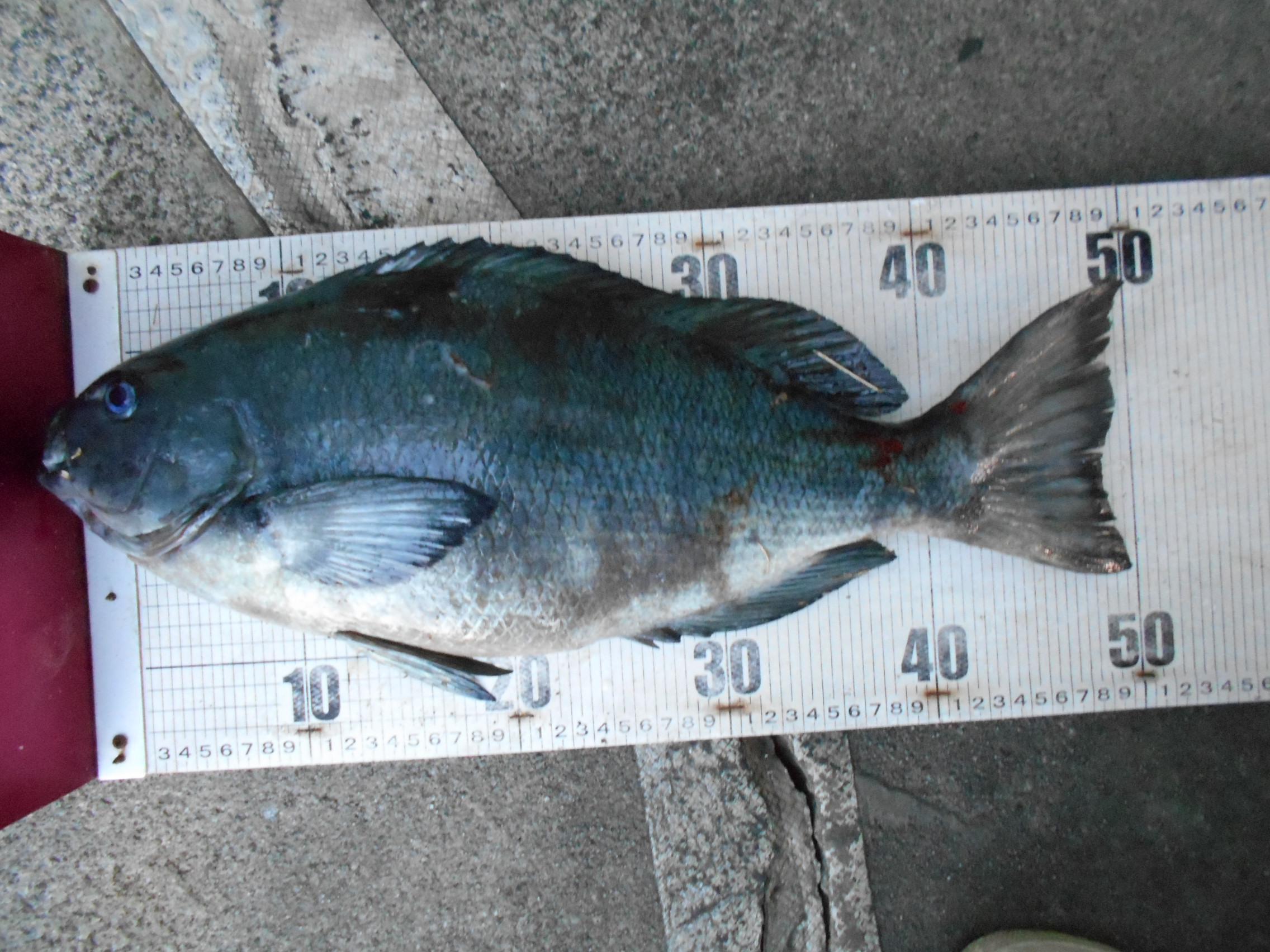 2月18日 グレダービー、釣果情報