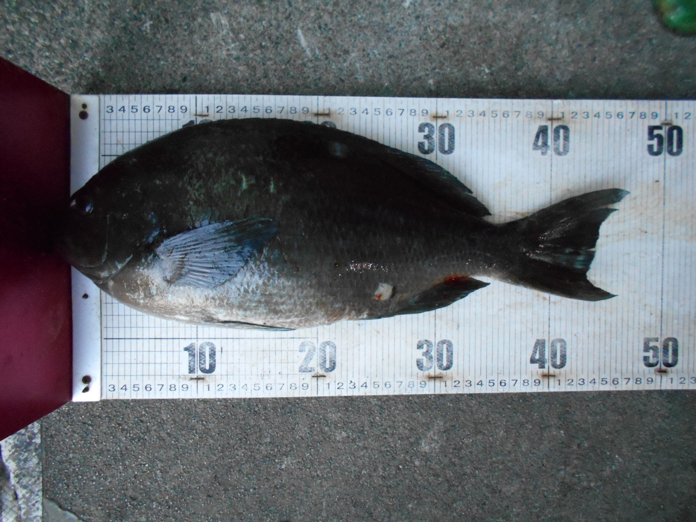 2月21日(土) グレダービー