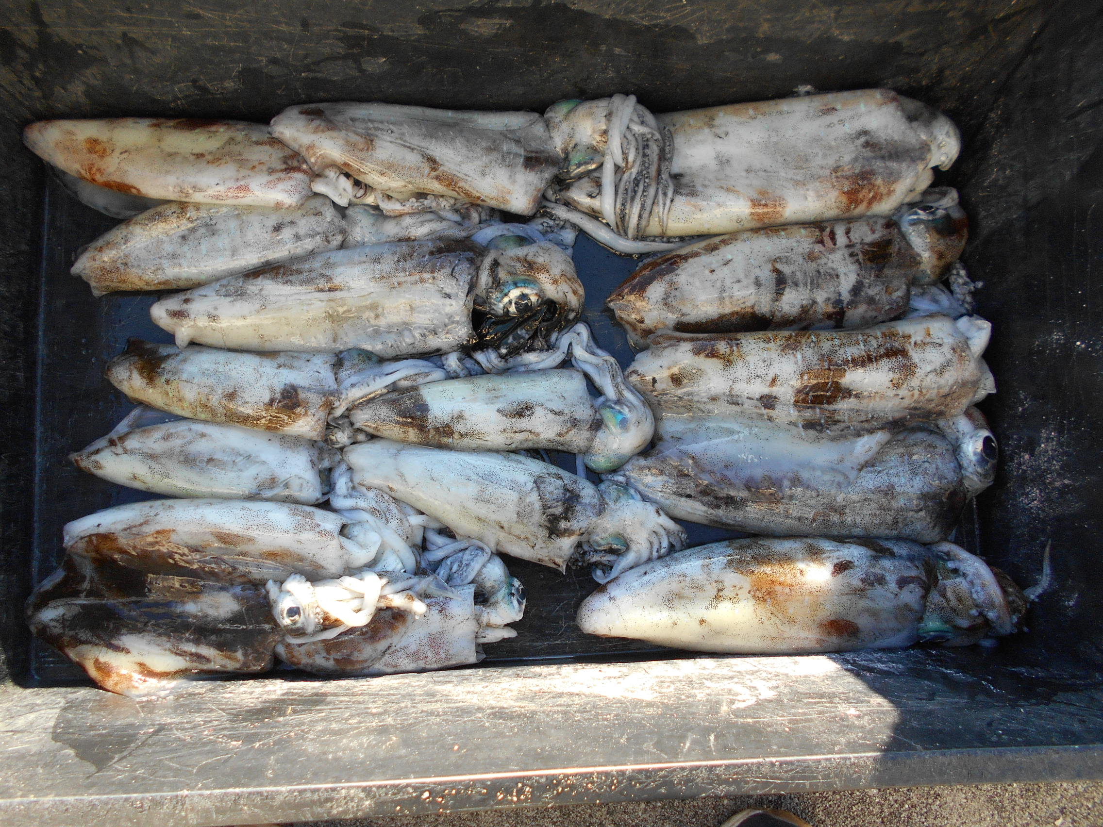 １２月２８日（日）　釣果情報