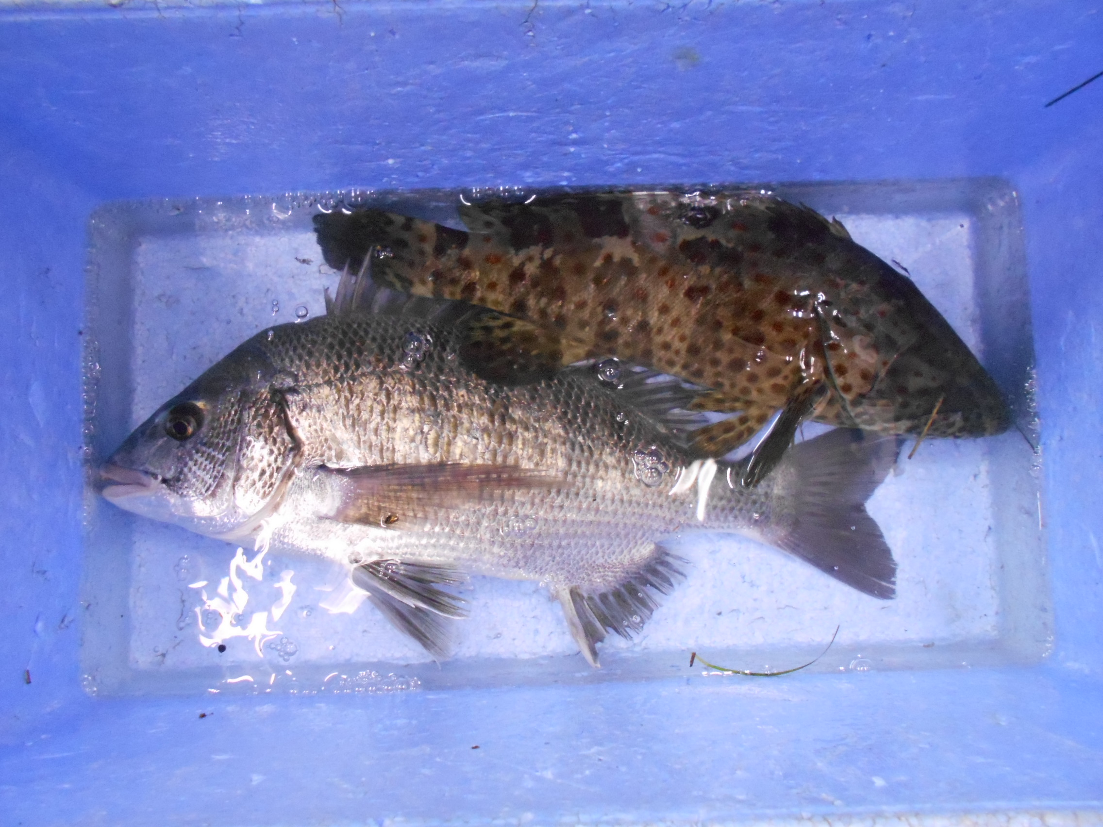 １０月２５日（土）　釣果情報