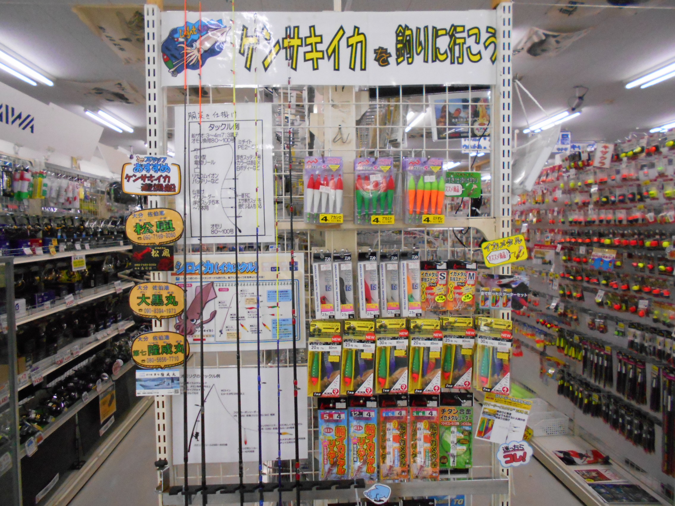 ケンサキイカコーナーを開設しました