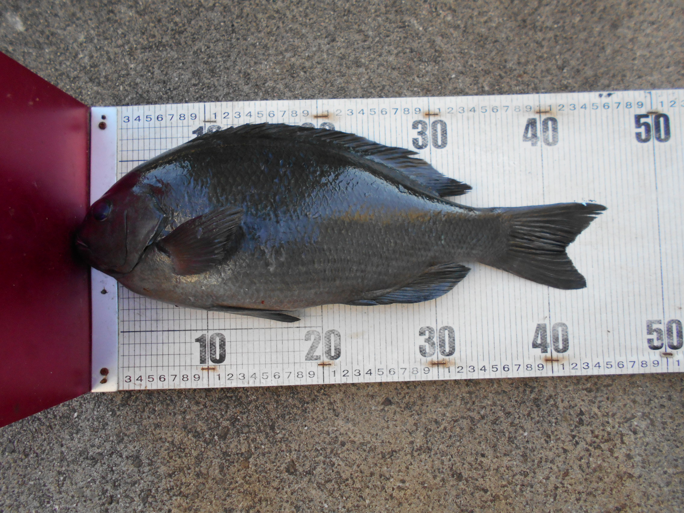 2026　年始のグレダービー