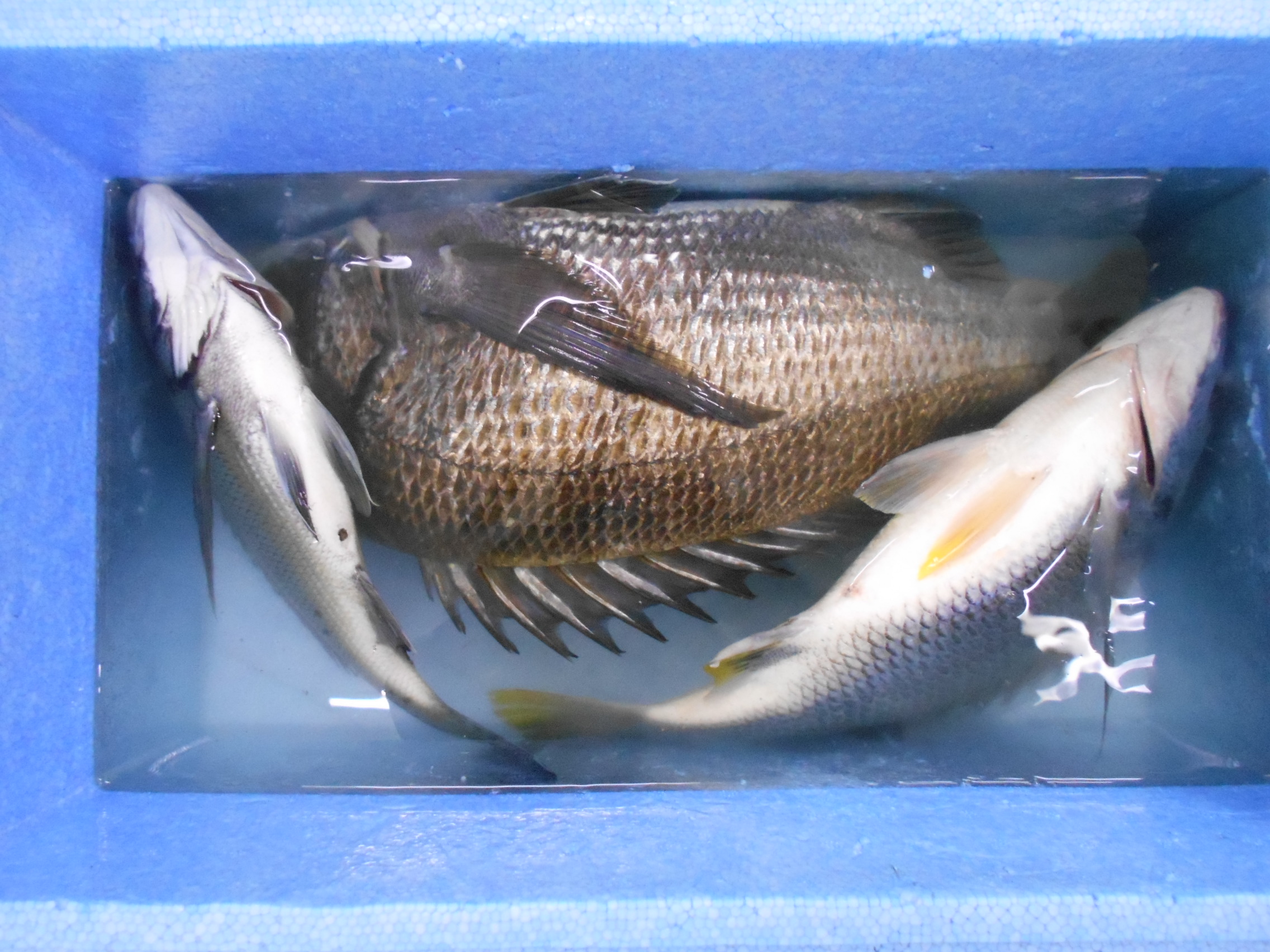 ６月２８日（日）釣果情報