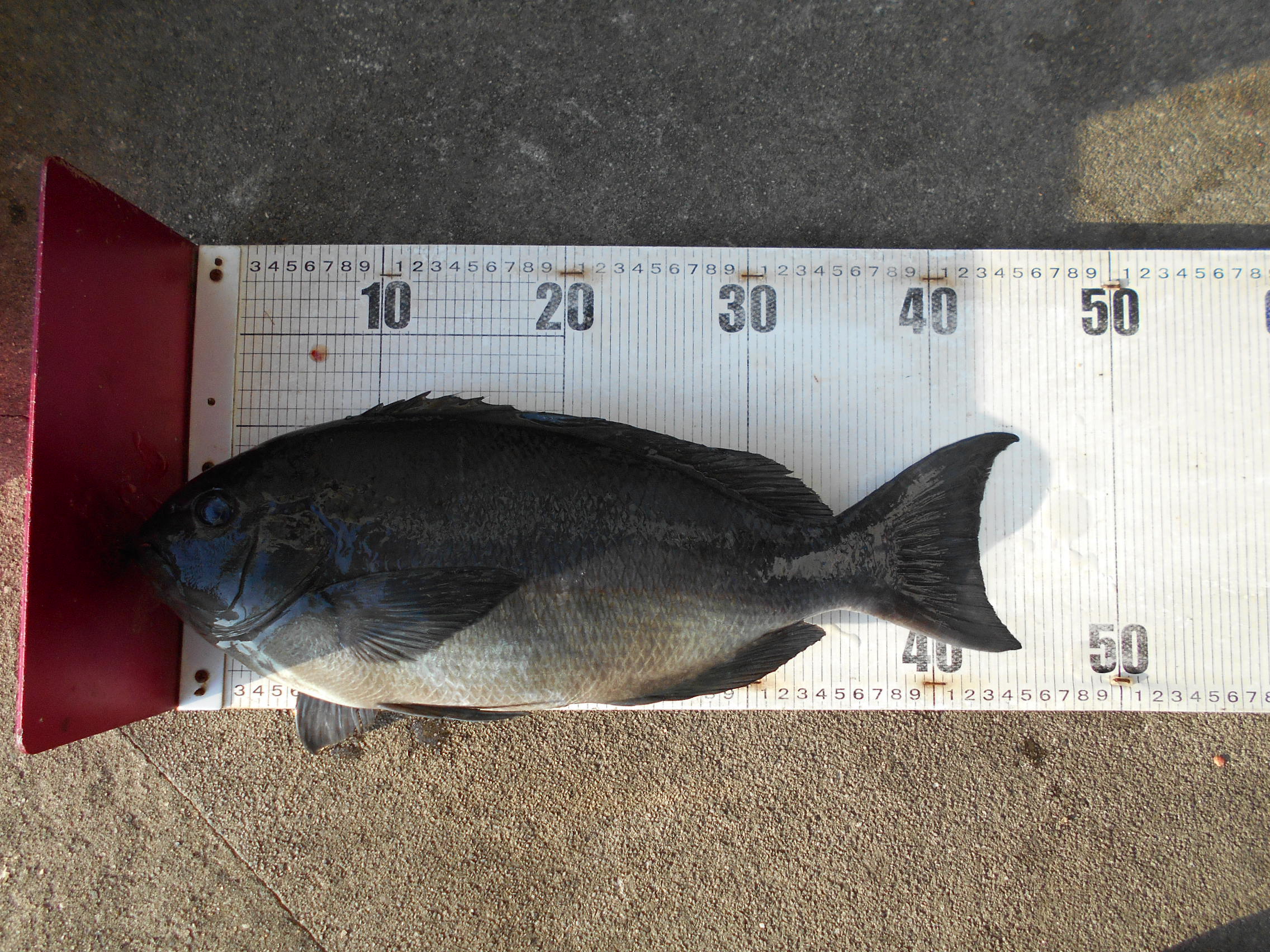 2月22、23日 グレダービー