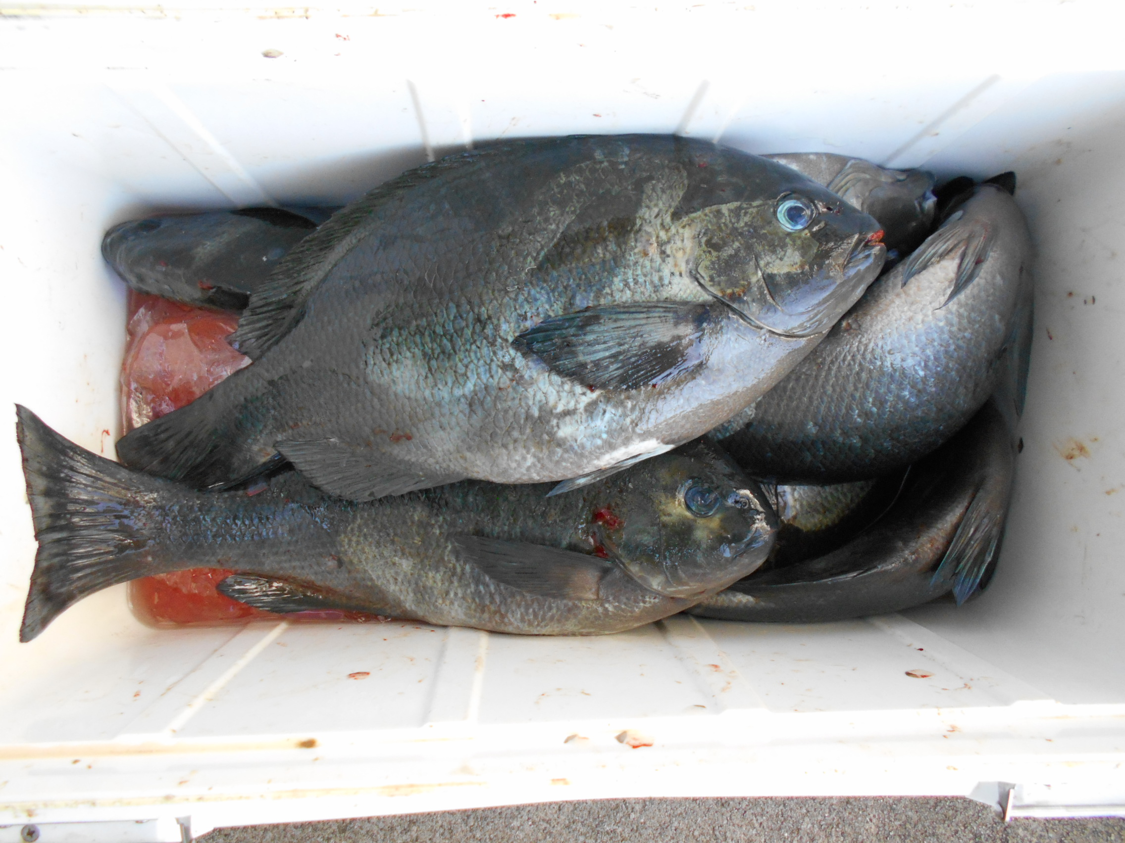 1月28日(水)釣果情報