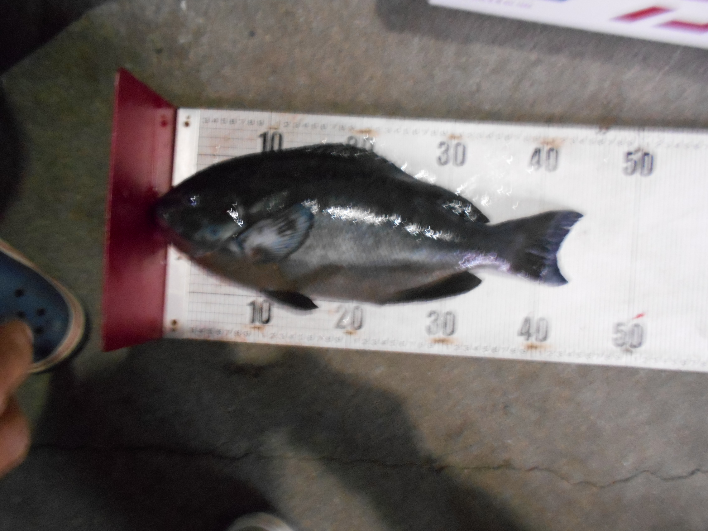 １２月２８日（日）　グレダービー