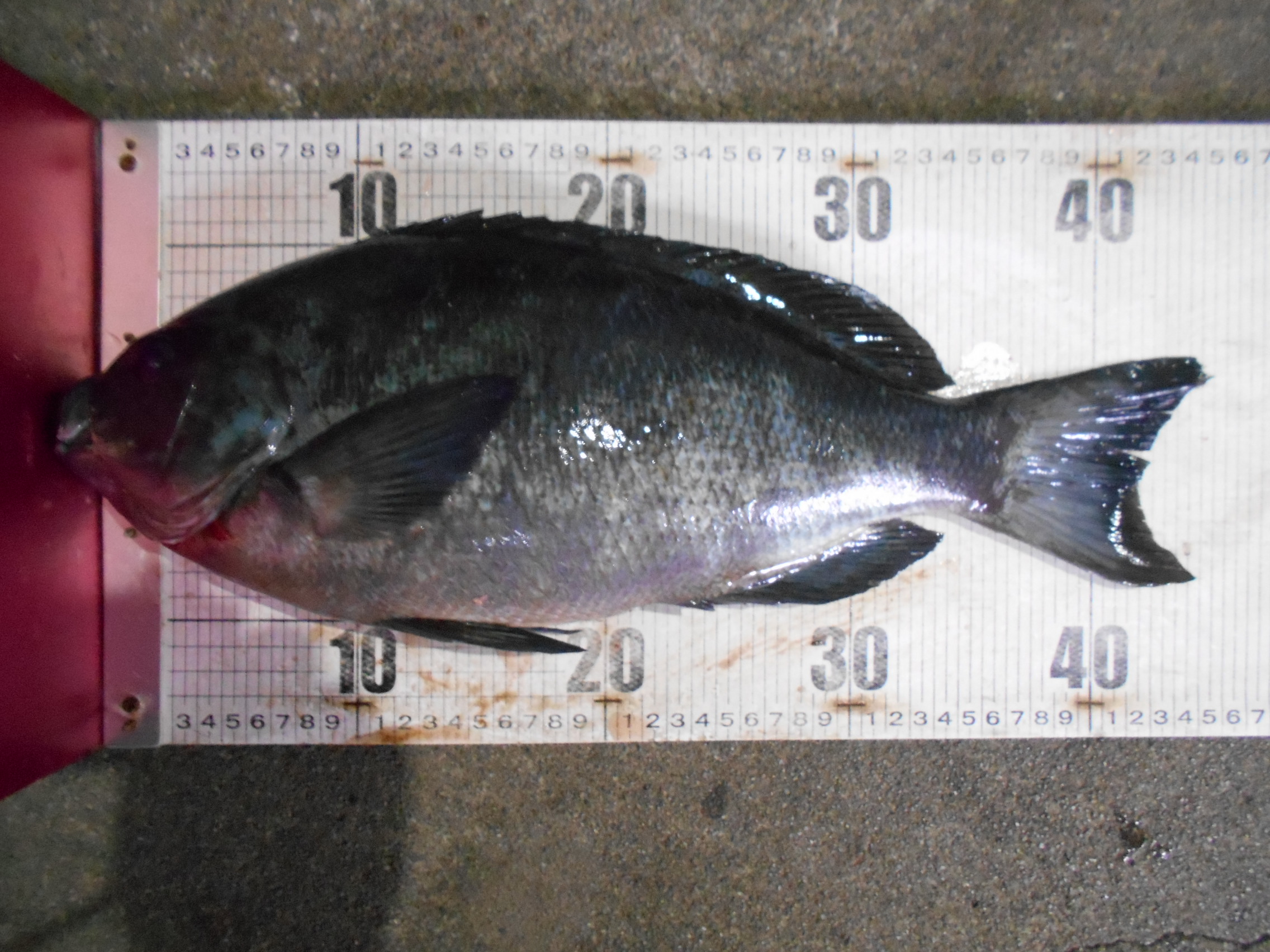 1月26日 グレダービー