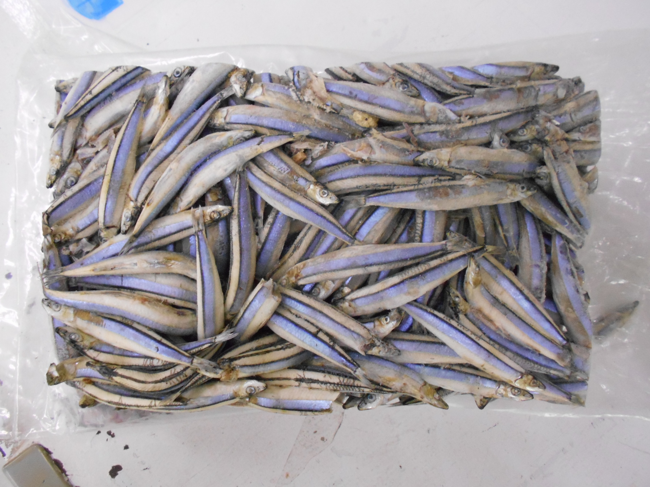 再入荷　「キビナゴ　マキエ用　4ｋｇ」