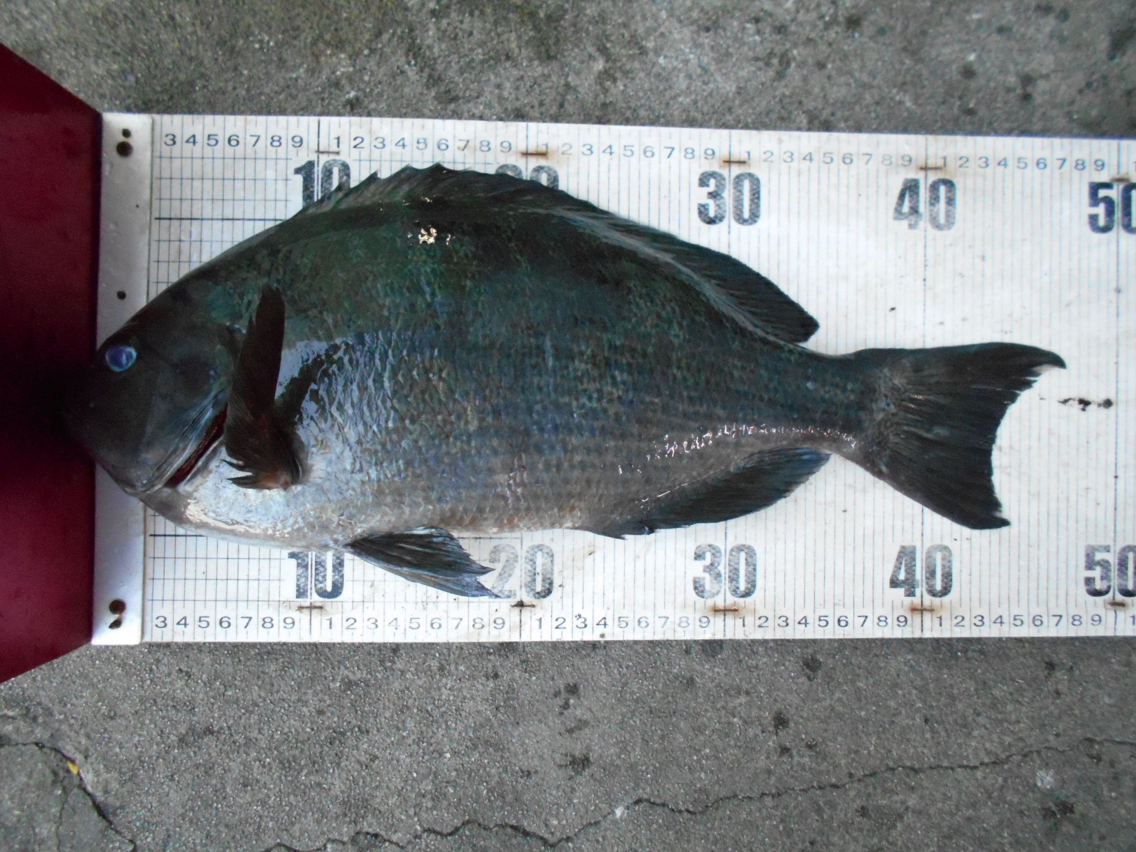 2月1日(日)グレダービー