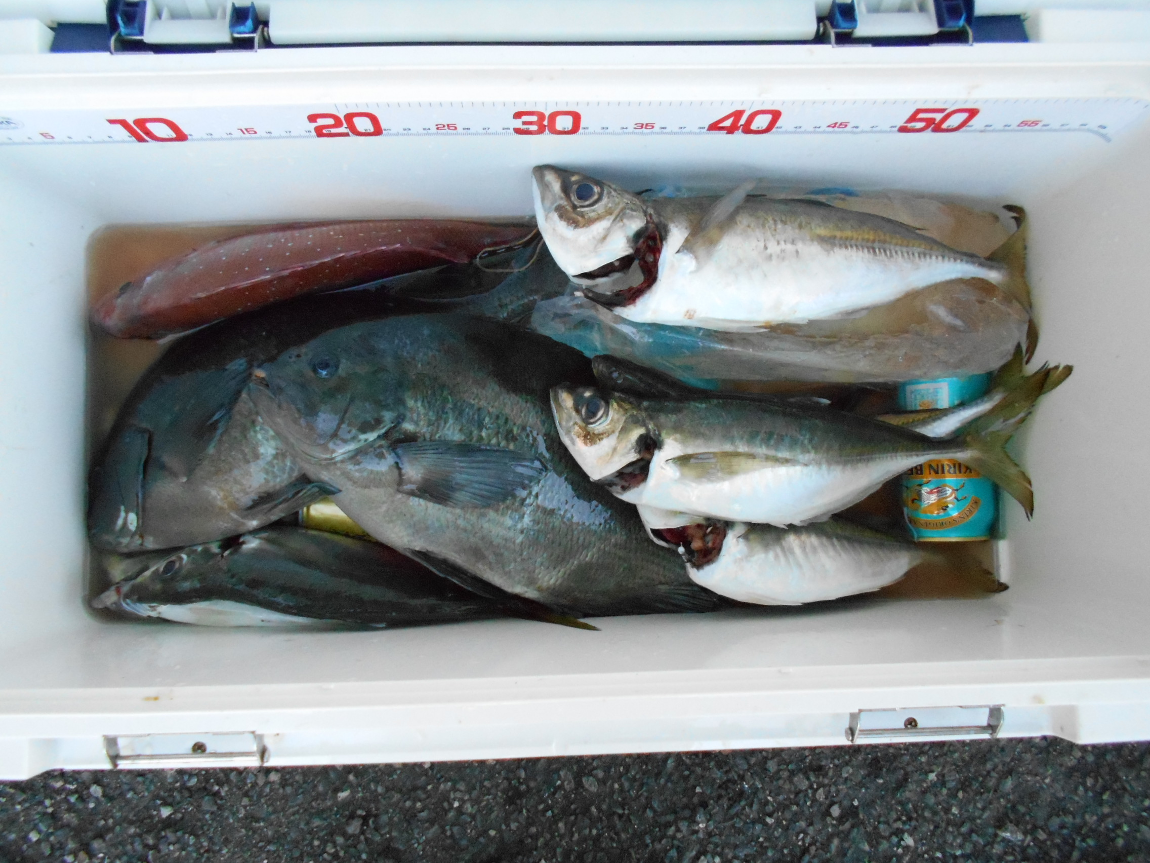 １２月７日（日）釣果情報