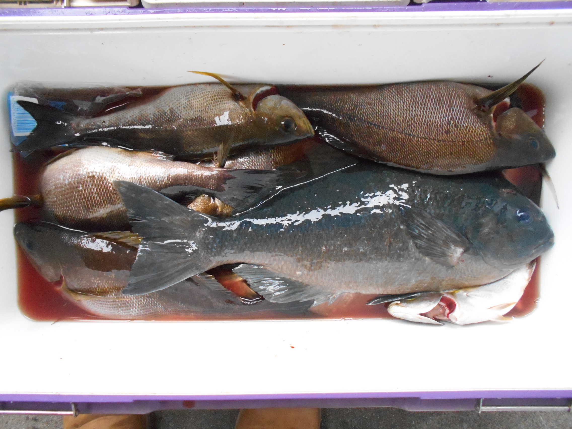 ６月１７日（火）釣果情報