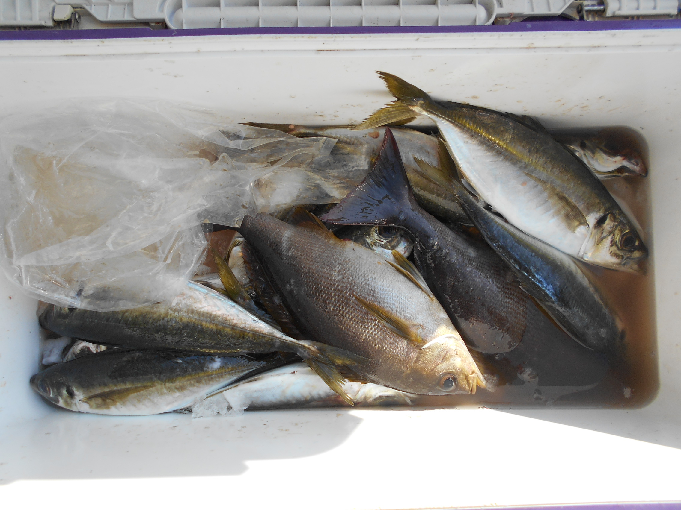 ５月１３日（火）釣果情報