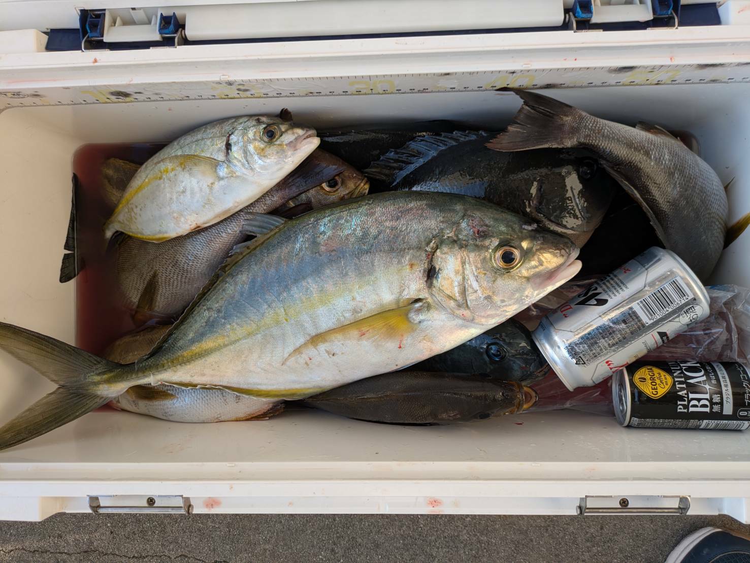 １１月　釣果情報