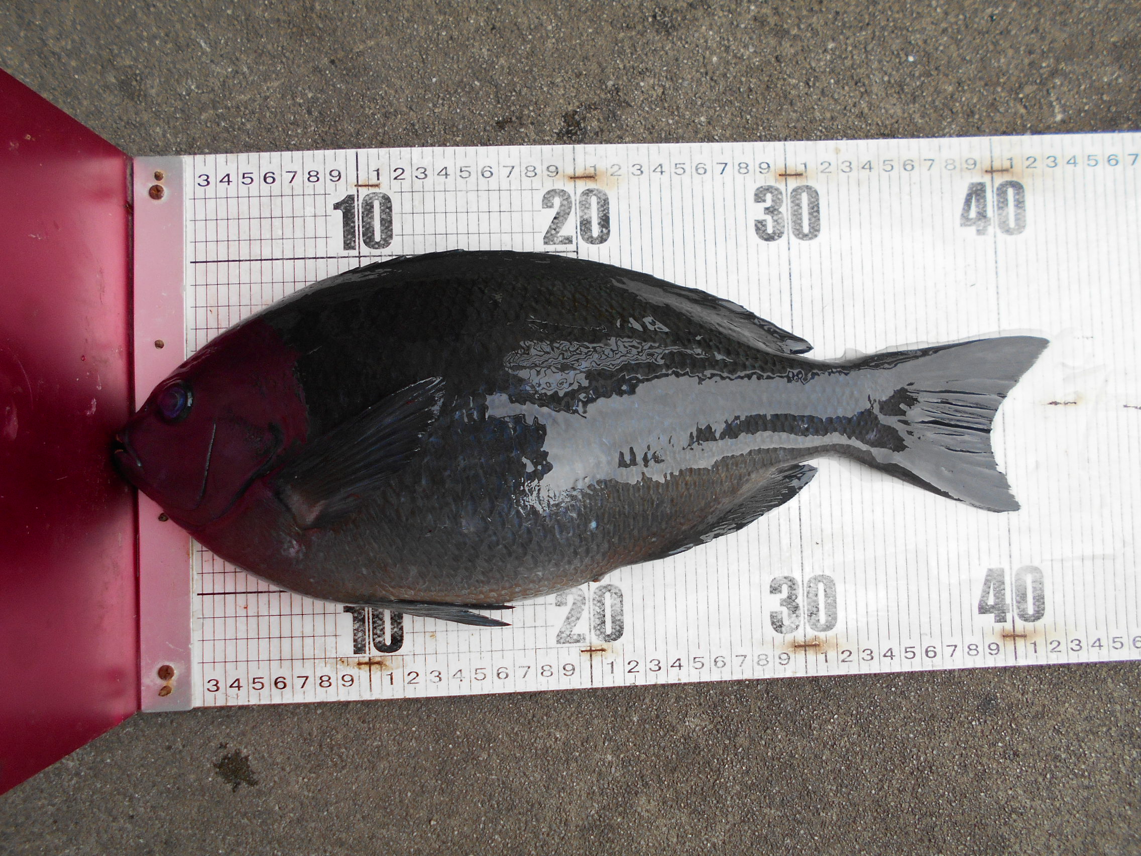 1月31日 グレダービー