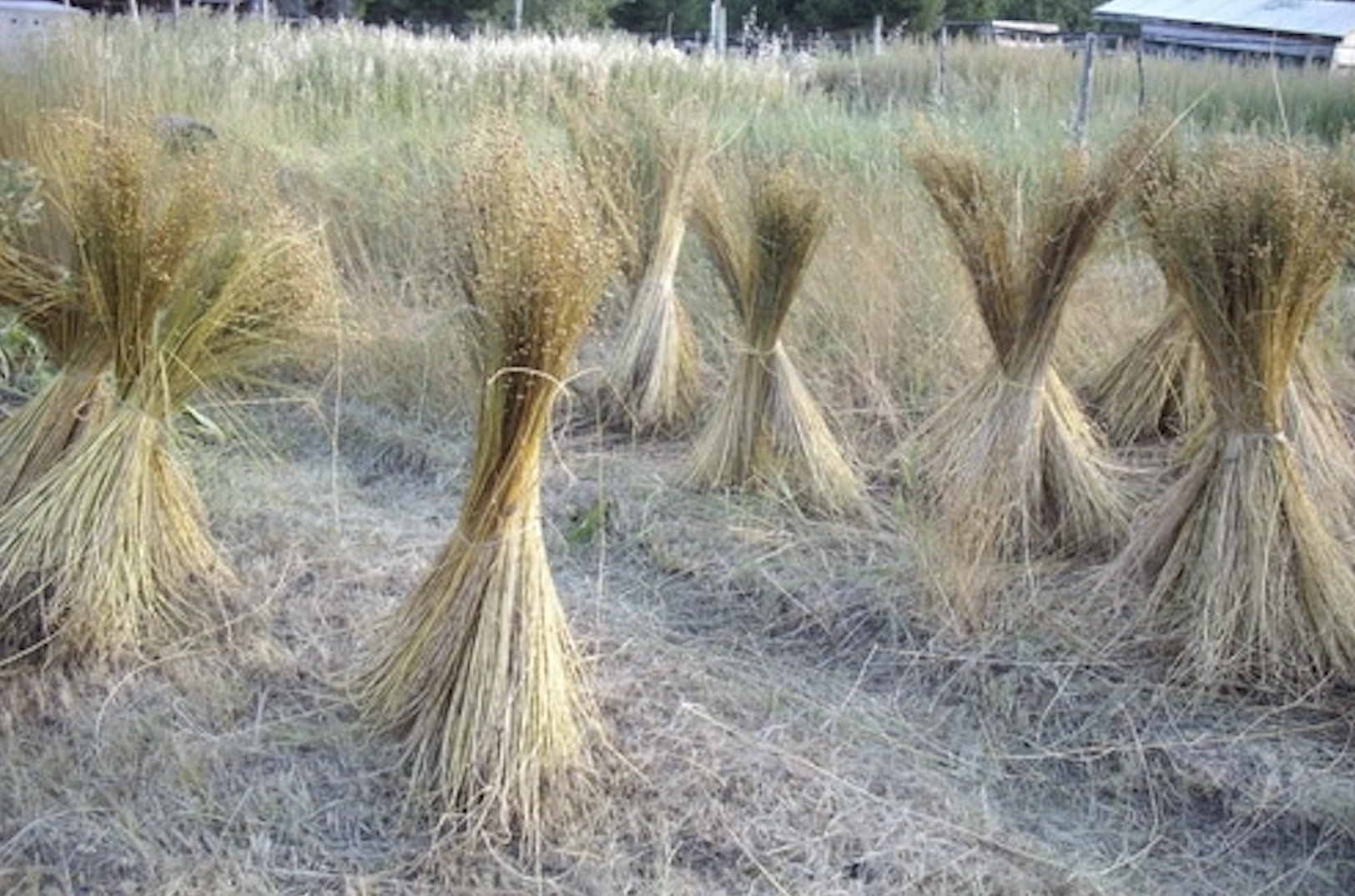 フィオリラウンジャルディーノのリネンアンダープレート廃盤のお知らせ