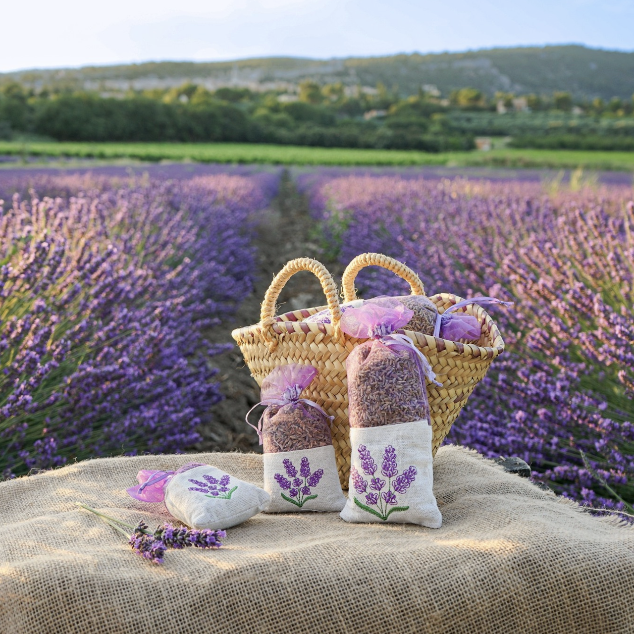 フランスのラベンダーは香りが持続する!