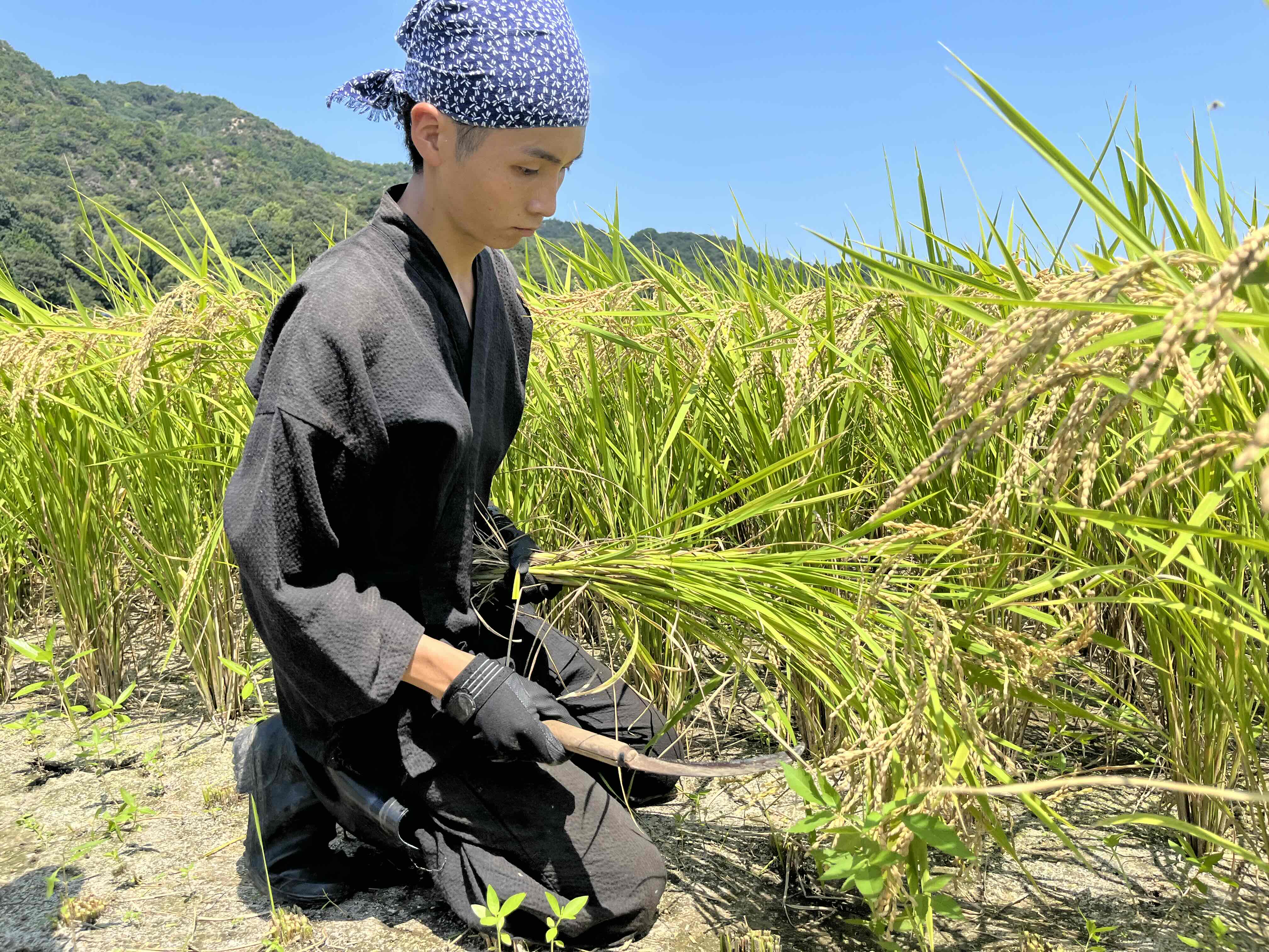 令和５年産のお米の収穫、ついに始まりました！