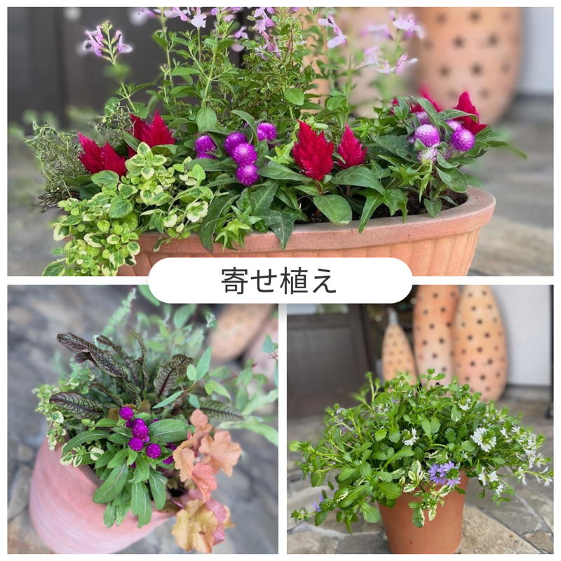 初夏の爽やかな寄せ植え