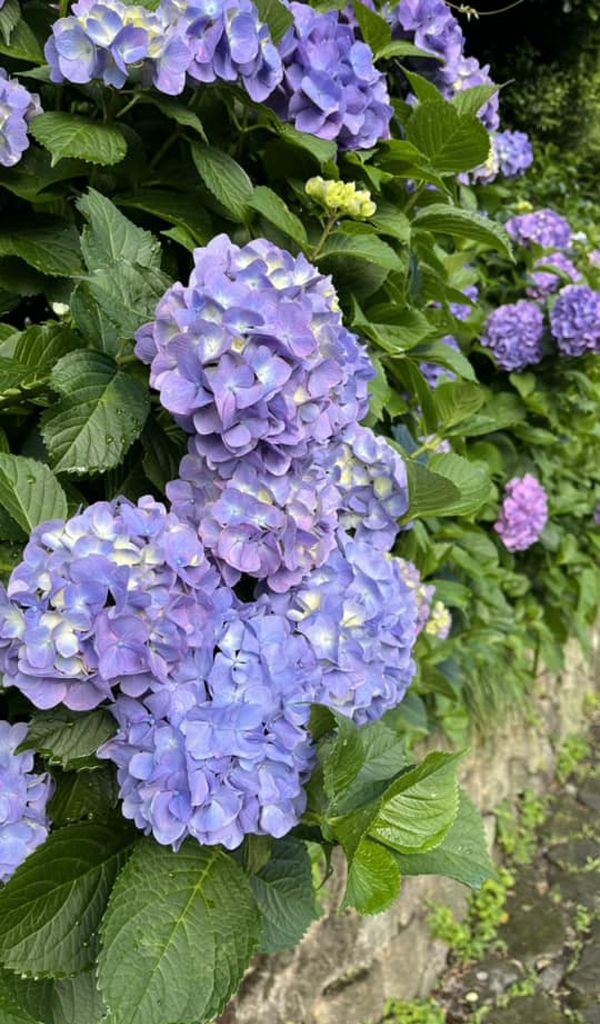 JR王子駅から30秒の紫陽花 隠れ家スポットをご存知ですかぁ！？ その名も『飛鳥の小径』