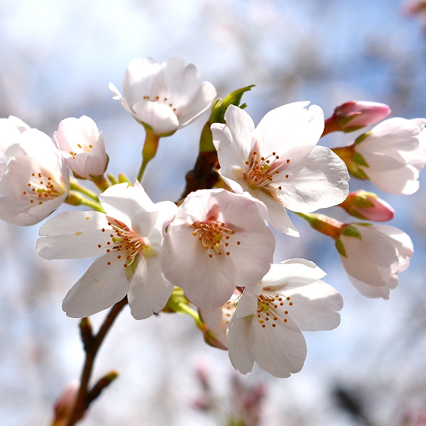 【桜も開花中　@JR王子駅前】 緊急事態宣言も解除され、やっとお花見の時期がやって参りました～