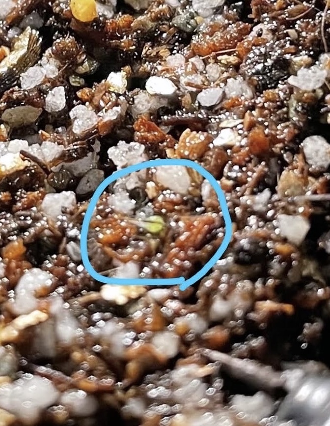 コノフィツム・ブルゲリ　実生に成功！