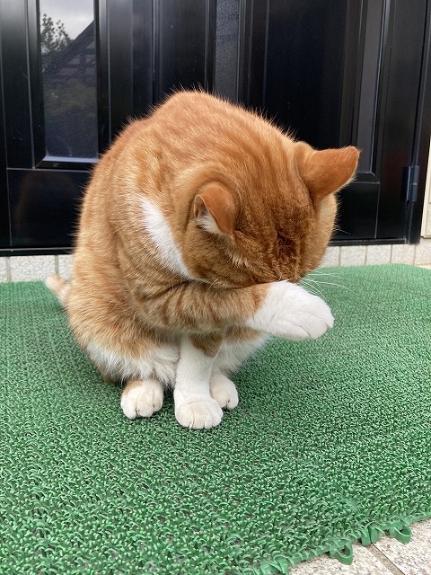 「猫が顔を洗うと雨が降る」