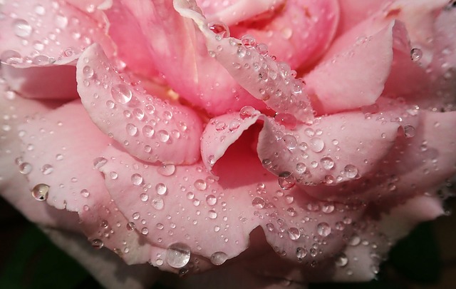 台風と薔薇