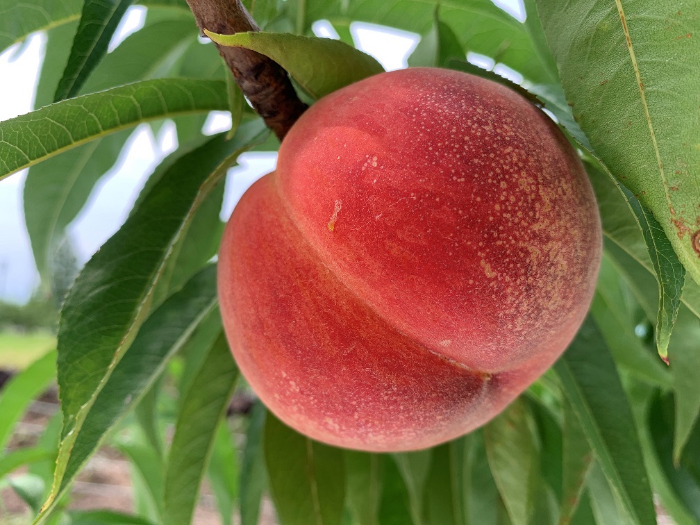 7月23日【直売所販売品種:暁星・恋みらい・ふくえくぼ】