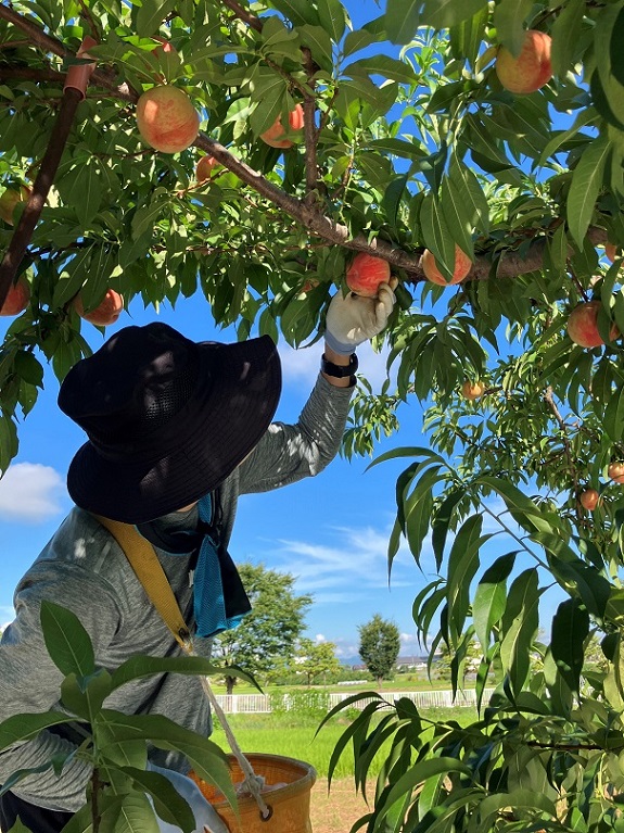 8月3日【直売所販売品種:あまとう2号・あかつき】