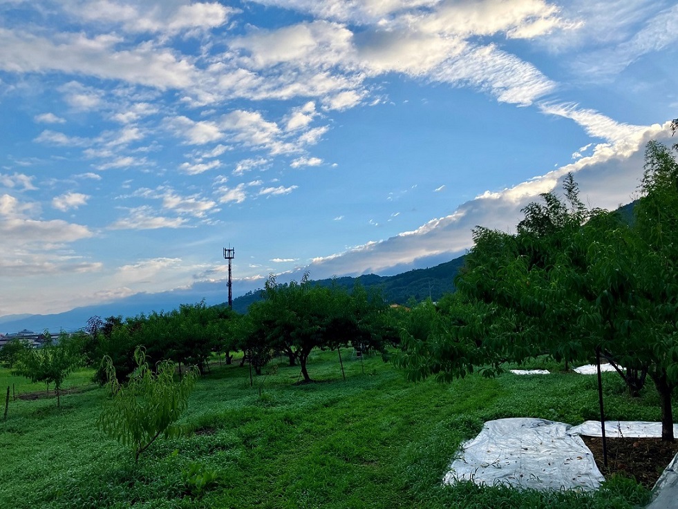 2025年の桃の直売所販売を終了いたしました。