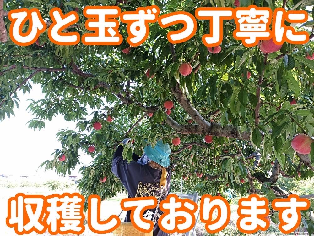 7月21日【直売所販売品種:暁星・恋みらい】