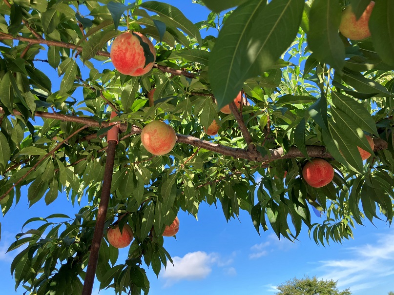8月1日【直売所販売品種:あまとう2号・あかつき】