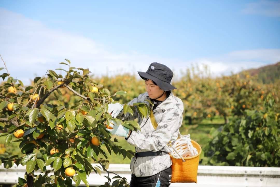 会津みしらず柿の出荷状況について※12月2日更新