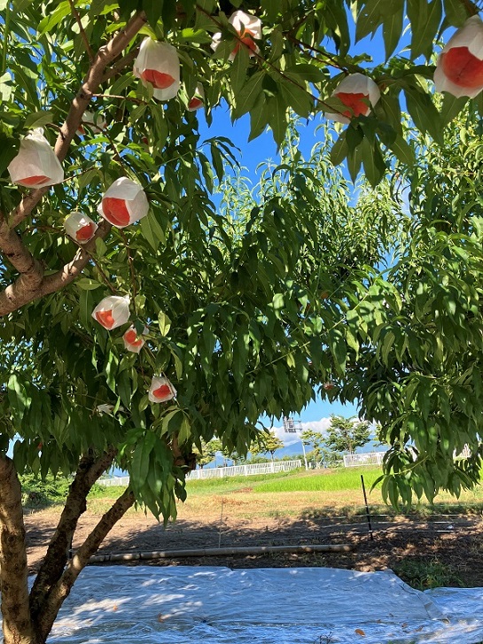 8月9日【直売所販売品種:あまとう2号・あかつき・滝ノ沢ゴールド・白鳳】