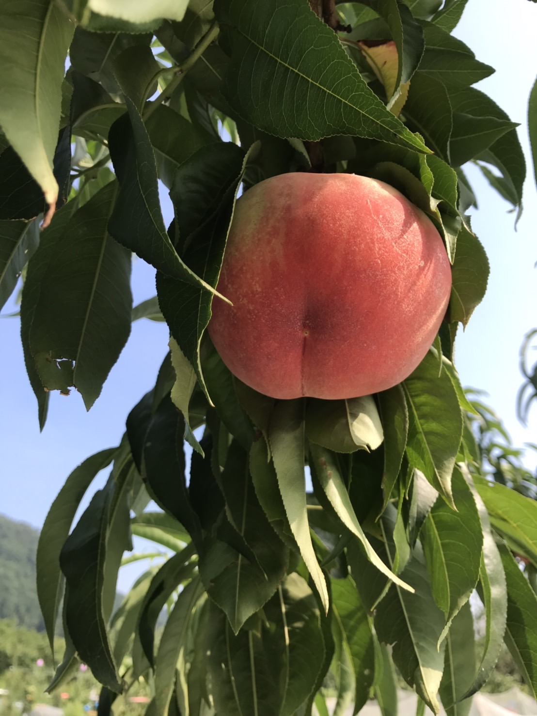 2025年最初の桃の収穫【直売所販売品種:暁星・恋みらい】