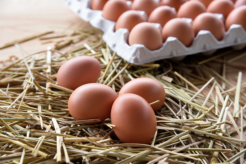 こだわり抜いた大松農場の「たまご」